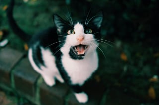 Illustration de l'article : 12 indices qui prouvent que votre chat adore en faire trop
