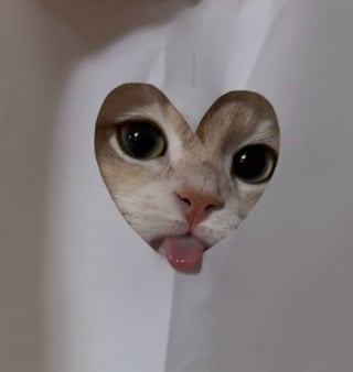 Illustration de l'article : 15 photos d’animaux bien trop mignonnes ou drôles pour ne pas être partagées