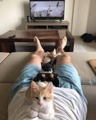 Illustration de l'article : 15 photos d’animaux bien trop mignonnes ou drôles pour ne pas être partagées