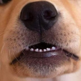 Illustration de l'article : 15 photos d’animaux bien trop mignonnes ou drôles pour ne pas être partagées