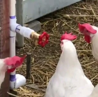 Illustration de l'article : 15 photos d’animaux bien trop mignonnes ou drôles pour ne pas être partagées