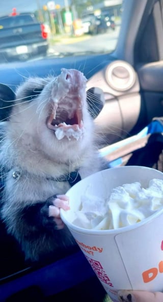 Illustration de l'article : 15 photos d’animaux bien trop mignonnes ou drôles pour ne pas être partagées