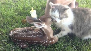 Illustration de l'article : 15 photos d’animaux bien trop mignonnes ou drôles pour ne pas être partagées