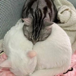 Illustration de l'article : 15 photos d’animaux bien trop mignonnes ou drôles pour ne pas être partagées