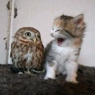 Illustration de l'article : 15 photos d’animaux bien trop mignonnes ou drôles pour ne pas être partagées