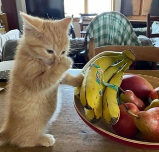 Illustration de l'article : 15 photos d’animaux bien trop mignonnes ou drôles pour ne pas être partagées