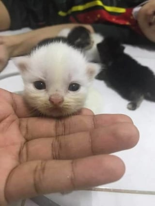 Illustration de l'article : 15 photos d’animaux bien trop mignonnes ou drôles pour ne pas être partagées