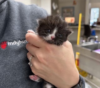 Illustration de l'article : Retrouvé à l’âge de 2 semaines sur le parking d’un stade, ce chaton s’épanouit désormais au contact de sa famille d’accueil (vidéo)