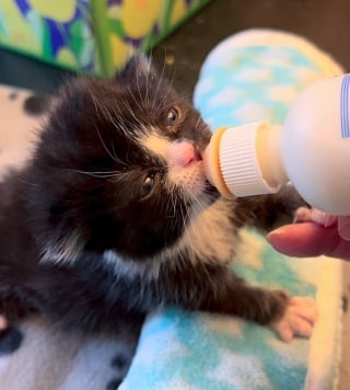 Illustration de l'article : Retrouvé à l’âge de 2 semaines sur le parking d’un stade, ce chaton s’épanouit désormais au contact de sa famille d’accueil (vidéo)
