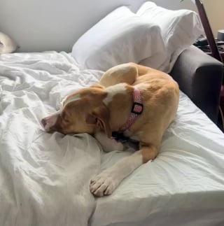 Illustration de l'article : Sauvée 24 heures avant son euthanasie, une chienne témoigne sa profonde gratitude à sa bienfaitrice (vidéo)