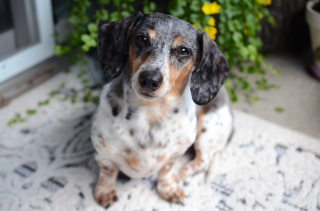 Illustration de l'article : 9 indices qui prouvent que votre chien vous considère comme son propre chiot