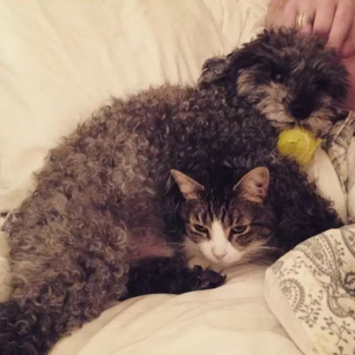 Illustration de l'article : 12 photos montrant à quel point un chien peut aimer un chat