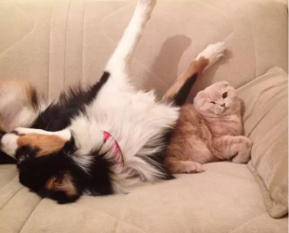 Illustration de l'article : 12 photos montrant à quel point un chien peut aimer un chat