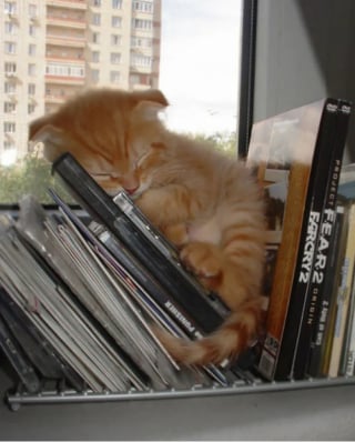 Illustration de l'article : 18 chats pris en flagrant délit de sieste