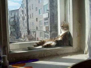 Illustration de l'article : 18 chats pris en flagrant délit de sieste