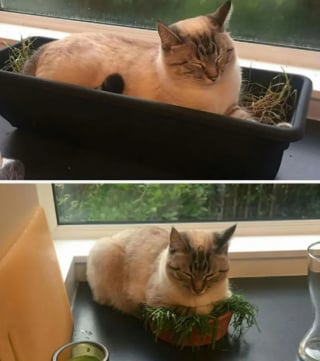 Illustration de l'article : 18 chats pris en flagrant délit de sieste