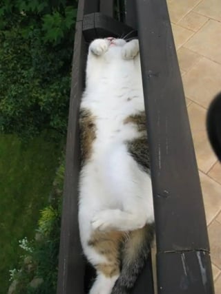 Illustration de l'article : 18 chats pris en flagrant délit de sieste