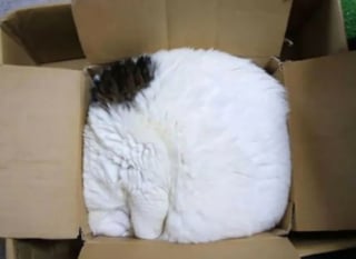 Illustration de l'article : 18 chats pris en flagrant délit de sieste