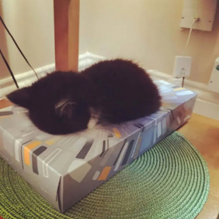 Illustration de l'article : 18 chats pris en flagrant délit de sieste