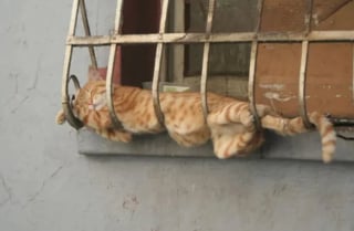 Illustration de l'article : 18 chats pris en flagrant délit de sieste