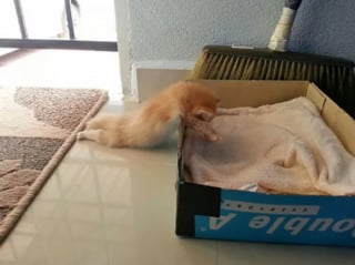 Illustration de l'article : 18 chats pris en flagrant délit de sieste