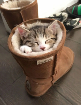 Illustration de l'article : 18 chats pris en flagrant délit de sieste