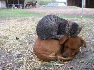 Illustration de l'article : 18 chats pris en flagrant délit de sieste