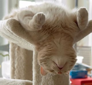 Illustration de l'article : 18 chats pris en flagrant délit de sieste
