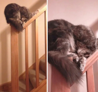 Illustration de l'article : 18 chats pris en flagrant délit de sieste