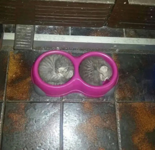 Illustration de l'article : 18 chats pris en flagrant délit de sieste
