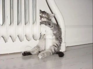 Illustration de l'article : 18 chats pris en flagrant délit de sieste