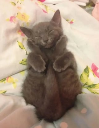 Illustration de l'article : 18 chats pris en flagrant délit de sieste