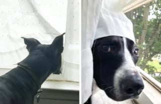 Illustration de l'article : 13 photos montrant qu’il n’y a pas de place pour l’ennui lorsque l’on partage sa vie avec un chien