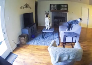 Illustration de l'article : 13 photos montrant qu’il n’y a pas de place pour l’ennui lorsque l’on partage sa vie avec un chien