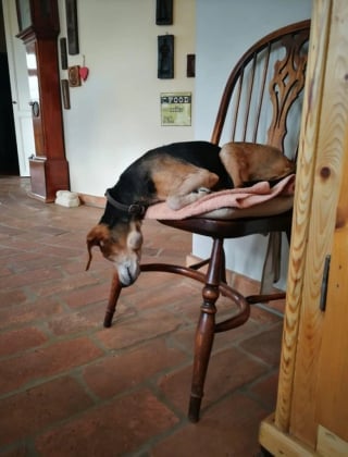 Illustration de l'article : 13 photos montrant qu’il n’y a pas de place pour l’ennui lorsque l’on partage sa vie avec un chien