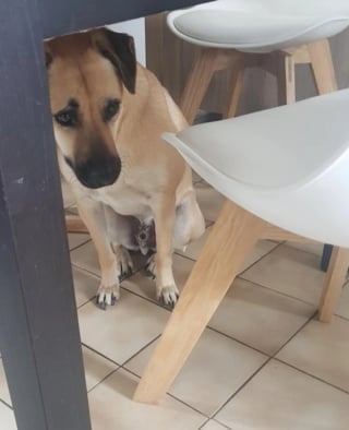 Illustration de l'article : 13 photos montrant qu’il n’y a pas de place pour l’ennui lorsque l’on partage sa vie avec un chien