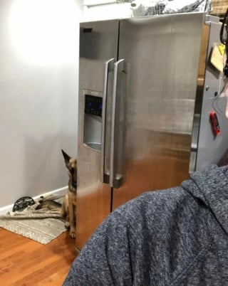 Illustration de l'article : 13 photos montrant qu’il n’y a pas de place pour l’ennui lorsque l’on partage sa vie avec un chien