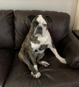 Illustration de l'article : 13 photos montrant qu’il n’y a pas de place pour l’ennui lorsque l’on partage sa vie avec un chien