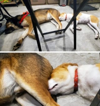 Illustration de l'article : 13 photos montrant qu’il n’y a pas de place pour l’ennui lorsque l’on partage sa vie avec un chien