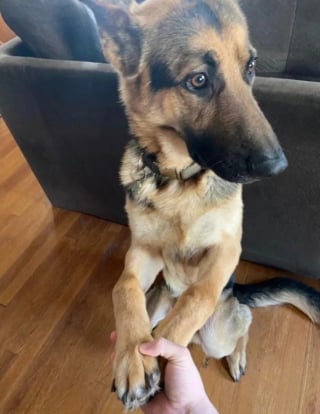Illustration de l'article : 13 photos montrant qu’il n’y a pas de place pour l’ennui lorsque l’on partage sa vie avec un chien
