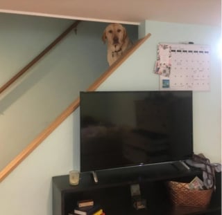 Illustration de l'article : 13 photos montrant qu’il n’y a pas de place pour l’ennui lorsque l’on partage sa vie avec un chien