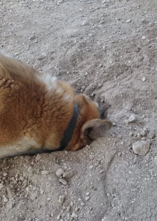 Illustration de l'article : 13 photos montrant qu’il n’y a pas de place pour l’ennui lorsque l’on partage sa vie avec un chien