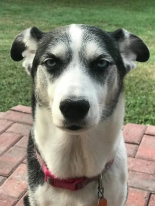 Illustration de l'article : 13 photos montrant qu’il n’y a pas de place pour l’ennui lorsque l’on partage sa vie avec un chien