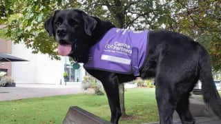 Illustration de l'article : Pour cette enseignante handicapée, son chien d’assistance est un allié indispensable dans son laboratoire de sciences