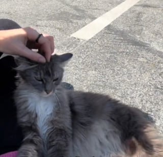 Illustration de l'article : Elle rencontre une chatte errante enceinte voulant devenir son amie alors qu'elle ne se laissait approcher par personne (vidéo)