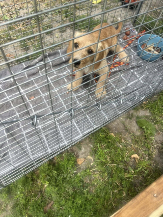 Illustration de l'article : Une chienne trouve refuge dans une maison en chantier et se met à trembler dès que 2 bénévoles tentent de la secourir