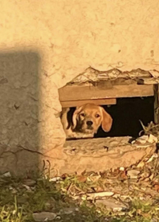 Illustration de l'article : Une chienne trouve refuge dans une maison en chantier et se met à trembler dès que 2 bénévoles tentent de la secourir
