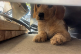 Illustration de l'article : Une chienne trouve refuge dans une maison en chantier et se met à trembler dès que 2 bénévoles tentent de la secourir