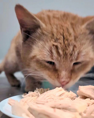 Illustration de l'article : Un matou errant sauvé par une bénévole adopte la vie de chat d'intérieur et devient nounou pour chatons orphelins