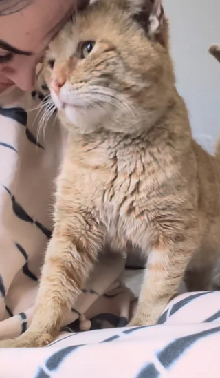 Illustration de l'article : Un matou errant sauvé par une bénévole adopte la vie de chat d'intérieur et devient nounou pour chatons orphelins